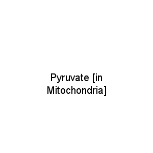 Pyruvate [in Mitochondria]